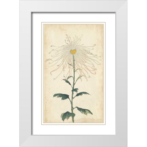 Elegant Chrysanthemums V White Modern Wood Framed Art Print with Double Matting by Unknown