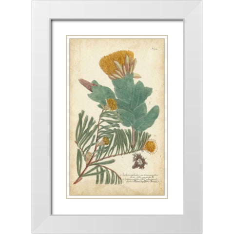 Weinmann Conifers II White Modern Wood Framed Art Print with Double Matting by Weinmann
