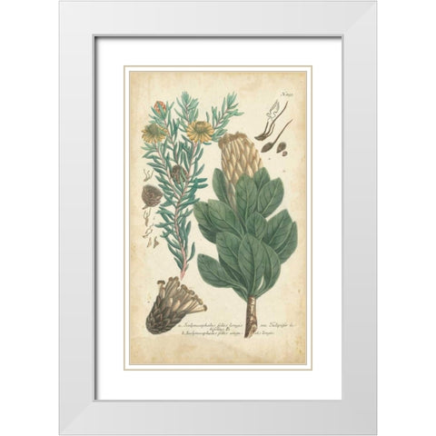 Weinmann Conifers III White Modern Wood Framed Art Print with Double Matting by Weinmann