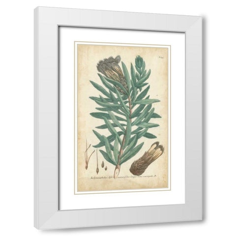 Weinmann Conifers IV White Modern Wood Framed Art Print with Double Matting by Weinmann