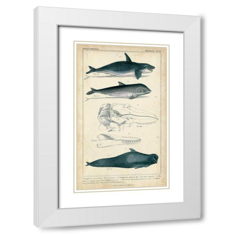Antique Whale and Dolphin Study I White Modern Wood Framed Art Print with Double Matting by G. Henderson