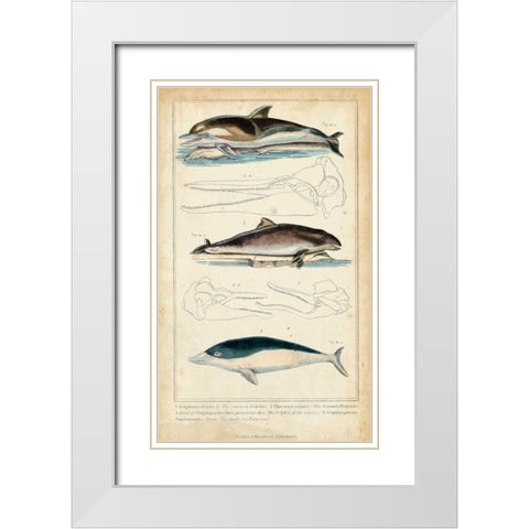 Antique Whale and Dolphin Study II White Modern Wood Framed Art Print with Double Matting by G. Henderson