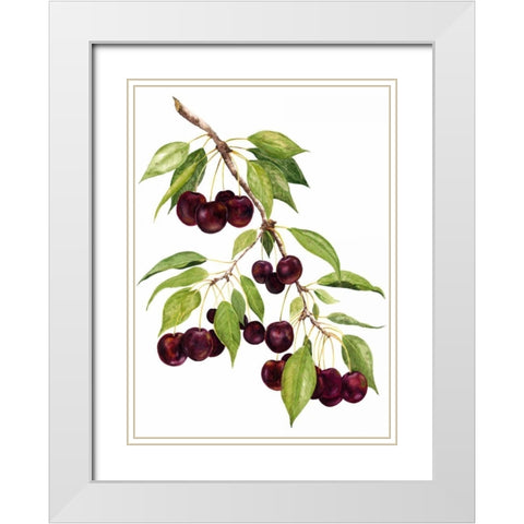 Watercolor Cherries White Modern Wood Framed Art Print with Double Matting by Willett, Michael