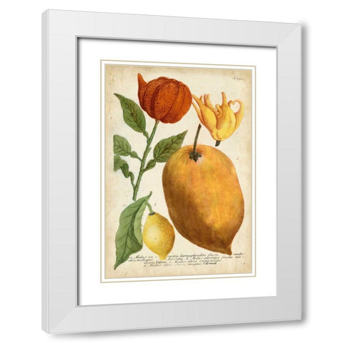 Exotic Citrus II White Modern Wood Framed Art Print with Double Matting by Weinmann