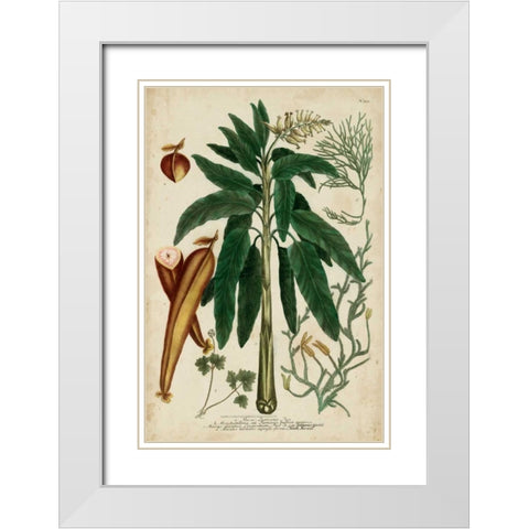 Vintage Tropicals II White Modern Wood Framed Art Print with Double Matting by Weinmann