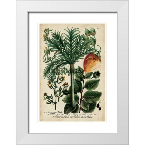 Vintage Tropicals III White Modern Wood Framed Art Print with Double Matting by Weinmann