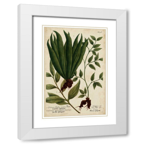Vintage Tropicals VI White Modern Wood Framed Art Print with Double Matting by Weinmann