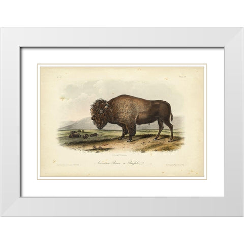 American Bison White Modern Wood Framed Art Print with Double Matting by Audubon, John James