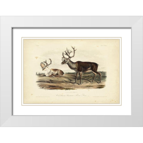 Caribou White Modern Wood Framed Art Print with Double Matting by Audubon, John James
