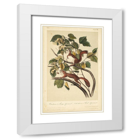 Audubon Squirrel II White Modern Wood Framed Art Print with Double Matting by Audubon, John James