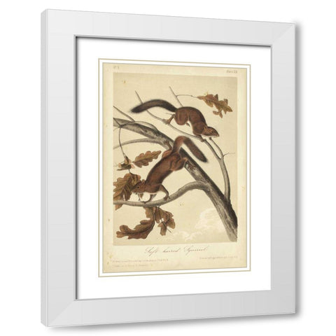 Audubon Squirrel III White Modern Wood Framed Art Print with Double Matting by Audubon, John James