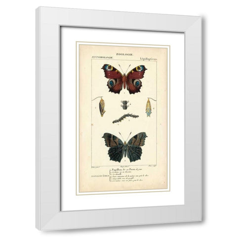 Antique Butterfly Study II White Modern Wood Framed Art Print with Double Matting by Turpin