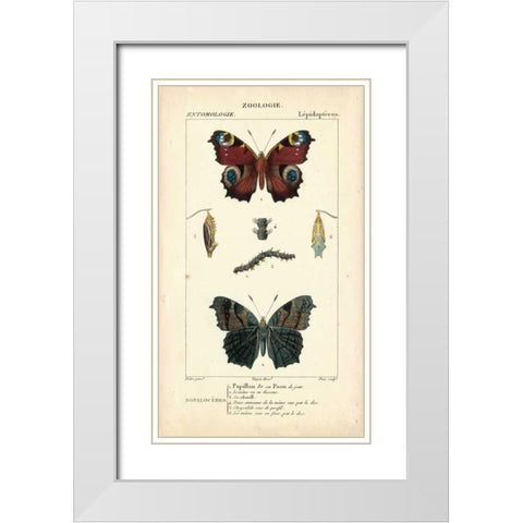 Antique Butterfly Study II White Modern Wood Framed Art Print with Double Matting by Turpin