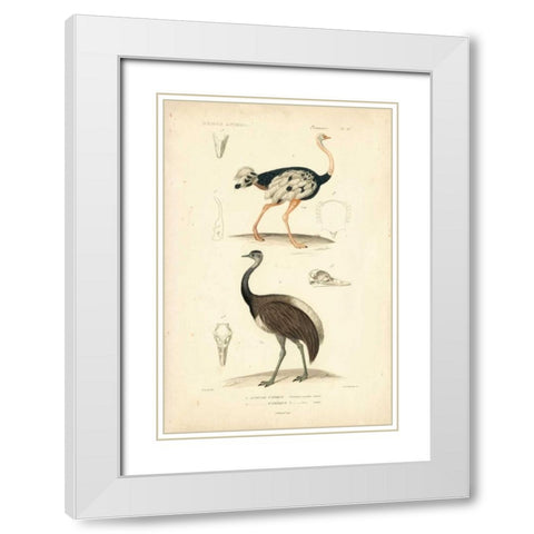 Antique Ostrich Study White Modern Wood Framed Art Print with Double Matting by Remond, N.
