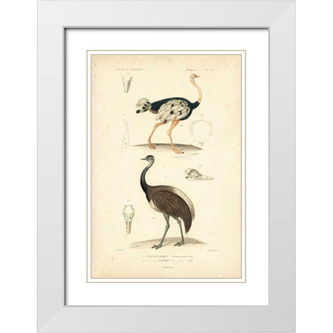 Antique Ostrich Study White Modern Wood Framed Art Print with Double Matting by Remond, N.