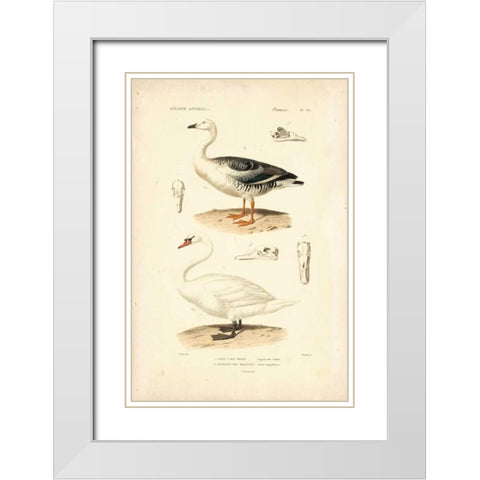Antique Swan Study White Modern Wood Framed Art Print with Double Matting by Remond, N.
