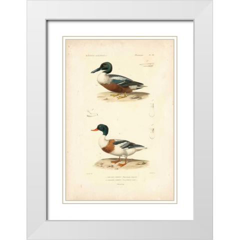 Antique Duck Study II White Modern Wood Framed Art Print with Double Matting by Remond, N.