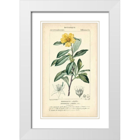Botanique Study in Yellow I White Modern Wood Framed Art Print with Double Matting by Turpin