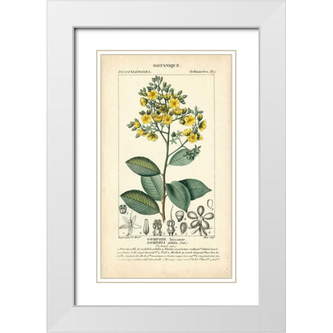 Botanique Study in Yellow II White Modern Wood Framed Art Print with Double Matting by Turpin