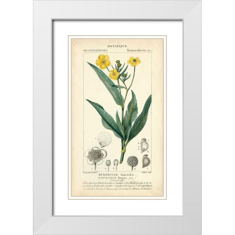 Botanique Study in Yellow III White Modern Wood Framed Art Print with Double Matting by Turpin
