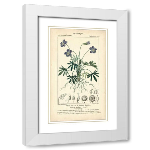 Botanique Study in Lavender IV White Modern Wood Framed Art Print with Double Matting by Turpin