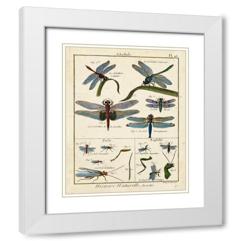 Histoire Naturelle Insects I White Modern Wood Framed Art Print with Double Matting by Diderot