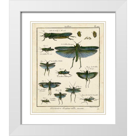 Histoire Naturelle Insects II White Modern Wood Framed Art Print with Double Matting by Diderot