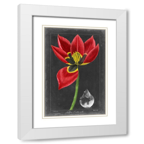 Midnight Tulip II White Modern Wood Framed Art Print with Double Matting by Vision Studio