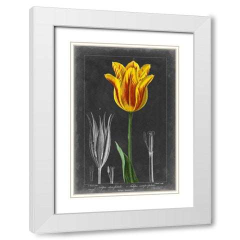 Midnight Tulip V White Modern Wood Framed Art Print with Double Matting by Vision Studio