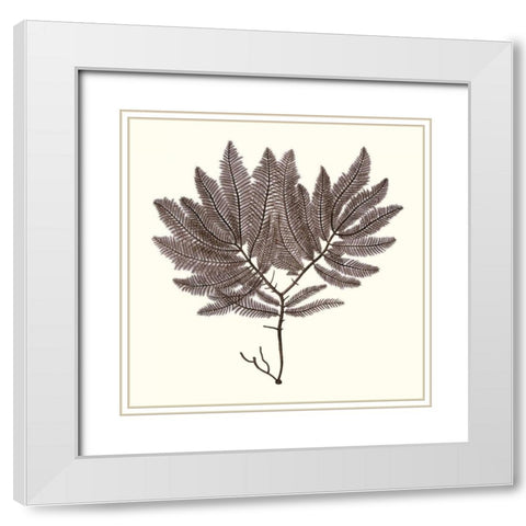 Seaweed Collection I White Modern Wood Framed Art Print with Double Matting by Vision Studio