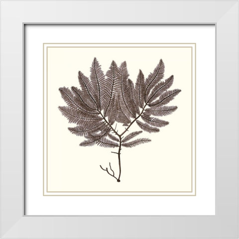 Seaweed Collection I White Modern Wood Framed Art Print with Double Matting by Vision Studio