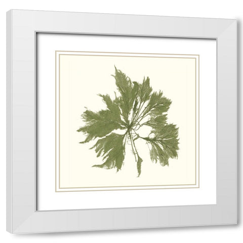 Seaweed Collection III White Modern Wood Framed Art Print with Double Matting by Vision Studio