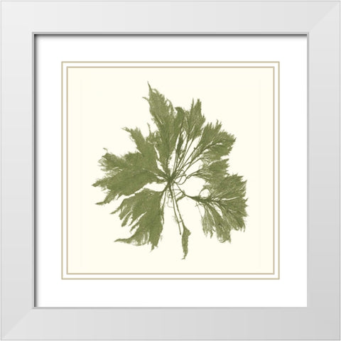 Seaweed Collection III White Modern Wood Framed Art Print with Double Matting by Vision Studio