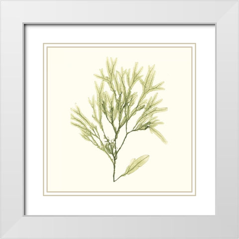 Seaweed Collection VII White Modern Wood Framed Art Print with Double Matting by Vision Studio