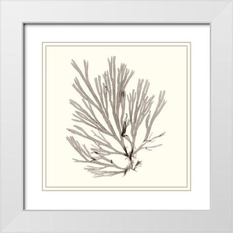 Seaweed Collection IX White Modern Wood Framed Art Print with Double Matting by Vision Studio