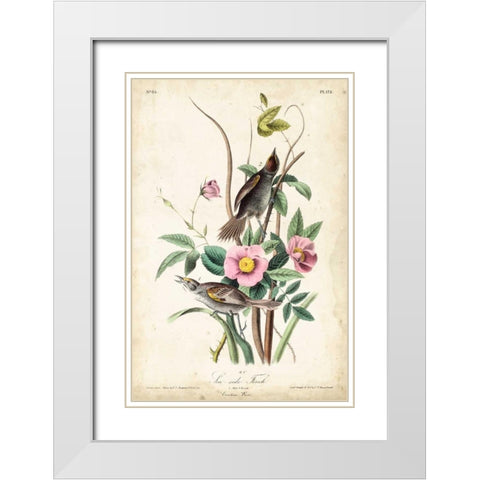 Seaside Finch White Modern Wood Framed Art Print with Double Matting by John James Audubon