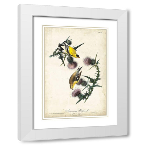 American Goldfinch White Modern Wood Framed Art Print with Double Matting by Audubon, John James