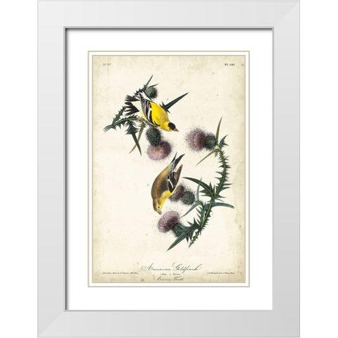 American Goldfinch White Modern Wood Framed Art Print with Double Matting by Audubon, John James