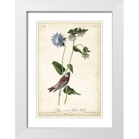 Grey-crowned Purple Finch White Modern Wood Framed Art Print with Double Matting by Audubon, John James