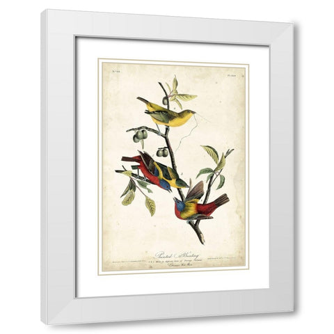 Painted Bunting White Modern Wood Framed Art Print with Double Matting by Audubon, John James