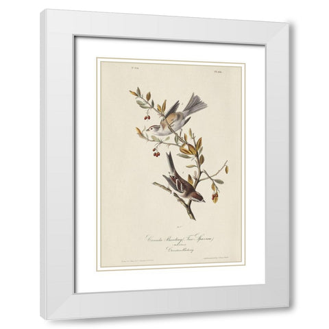 Canada Bunting (ASH) White Modern Wood Framed Art Print with Double Matting by Audubon, John James