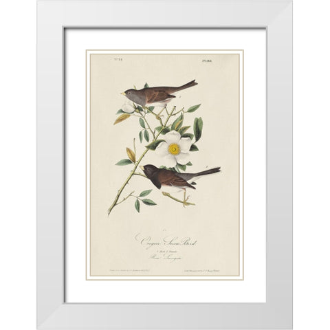 Oregon Snow Bird (ASH) White Modern Wood Framed Art Print with Double Matting by Audubon, John James