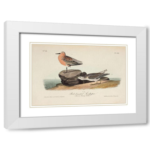 Red Breasted Sandpiper White Modern Wood Framed Art Print with Double Matting by Audubon, John James