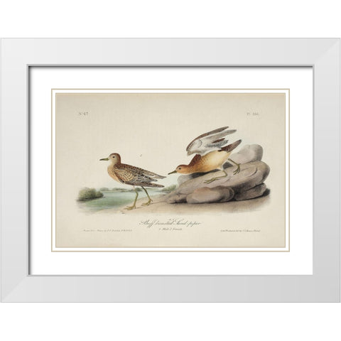 Buff Breasted Sandpiper (ASH) White Modern Wood Framed Art Print with Double Matting by Audubon, John James