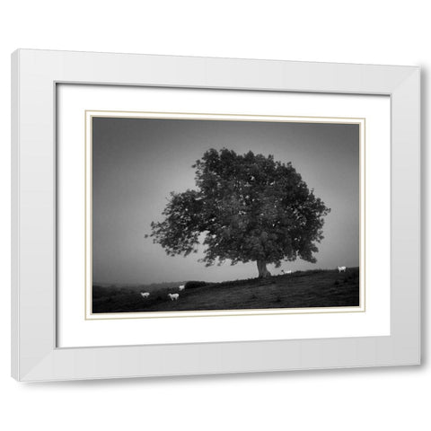 Evening Light I White Modern Wood Framed Art Print with Double Matting by Henson, Martin