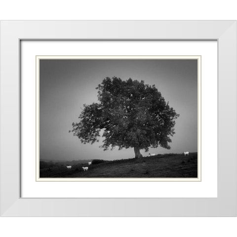 Evening Light I White Modern Wood Framed Art Print with Double Matting by Henson, Martin