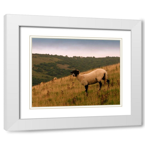 Wooly Friends III White Modern Wood Framed Art Print with Double Matting by Bell, Lillian