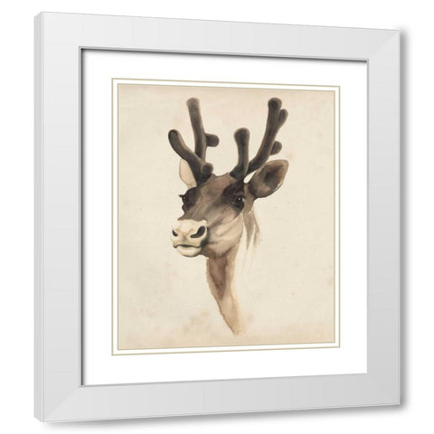 Watercolor Animal Study III White Modern Wood Framed Art Print with Double Matting by Popp, Grace