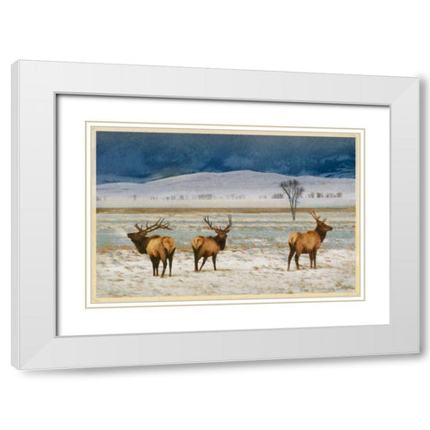Refuge Elk White Modern Wood Framed Art Print with Double Matting by Vest, Chris