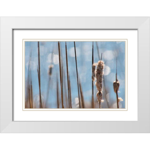 Light Dance on Cattails I White Modern Wood Framed Art Print with Double Matting by Robertson, Leda